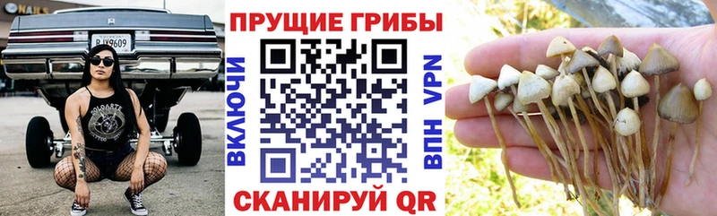 Псилоцибиновые грибы ЛСД  Кувшиново 